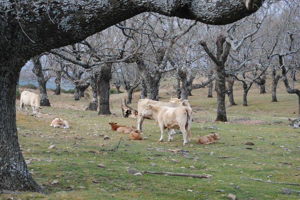 Casa Rural Romanejo Cabezabellosa Zewnętrze zdjęcie